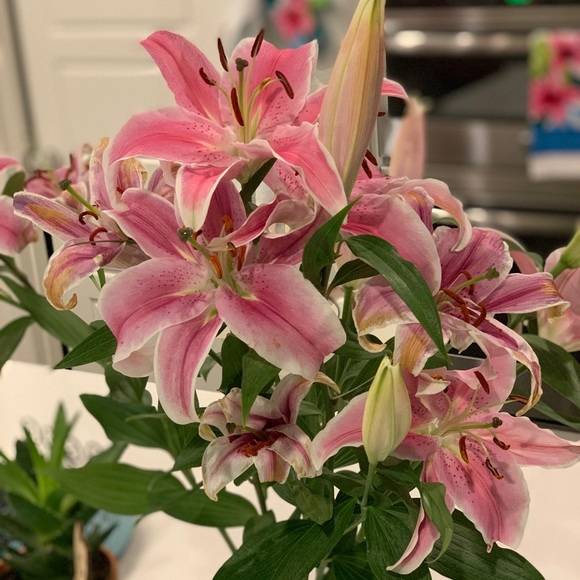 Meet your Posher, Inn - Picture 2 of 2